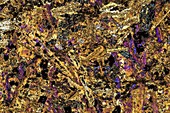 Polarised LM of thin section of gabbro