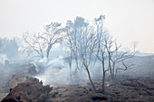 Smouldering scrubland,South Africa