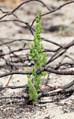 Shoot growing after wildfire