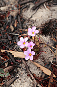 Flowers growing after wildfire