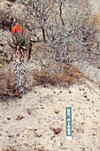 Aloe flowering near fire warning