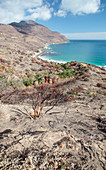 Landscape after wildfire,South Africa