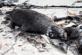 Dead juvenile Cape fur seal