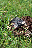 Common mole-rat burrowing