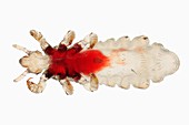 Head louse,light micrograph