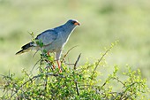 Southern Pale Chanting Goshawk