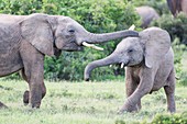 Young African Elephants playing