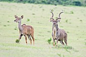 Kudu bull and cow in the open grasslands