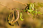 Acacia karoo Seed Pods