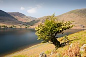 A Hawthorn tree above Buttermere