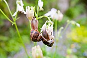 Garden snails feeding on flowers