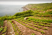 Vegetables growing on the Cornish coast