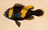 Anemonefish,19th Century illustration