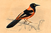 Xanthorus aurantius,19th C illustration