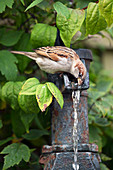 House sparrow drinking water