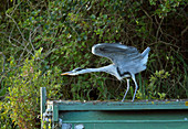 Grey heron stretching its wings