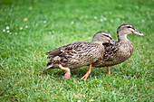 Female mallard duck rivalry