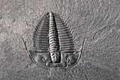 Cambrian Trilobite