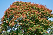 Goldenrain tree (Koelreuteria paniculata)