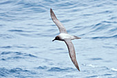 Light-mantled albatross