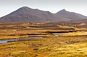 Icelandic tundra
