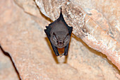 Western sheath-tailed bat