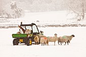 Farmer feeding sheep in winter