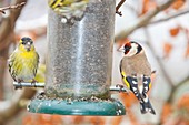 Siskins and Goldfinch on feeder