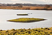 Martin Mere bird reserve,UK