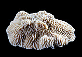 Knobby brain coral