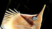 Longnose butterflyfish