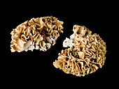 Cactus coral