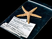 Elegant starfish