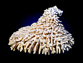 Acropora millepora coral