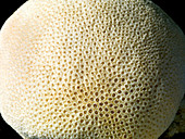 Orbicella annularis,boulder star coral