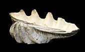 Tridacna gigas,Giant clam shell