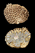 Silurian coral fossil
