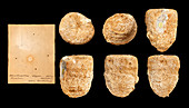 Montlivaltia,Jurassic fossil coral