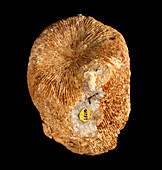 Montlivaltia,Jurassic fossil coral