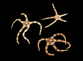 Banded brittle stars