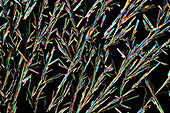 Sodium oxalate crystals,light micrograph
