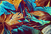 Xylose crystals,light micrograph