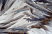 Xylose crystals,light micrograph