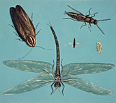 Prehistoric insects,illustration