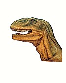 Allosaurus dinosaur head,illustration