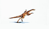 Avimimus dinosaur,illustration