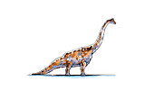 Astrodon dinosaur,illustration