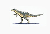 Carcharodontosaurus,illustration