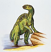 Edmontosaurus dinosaur,illustration