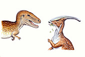 Albertosaurus and Parasaurolophus